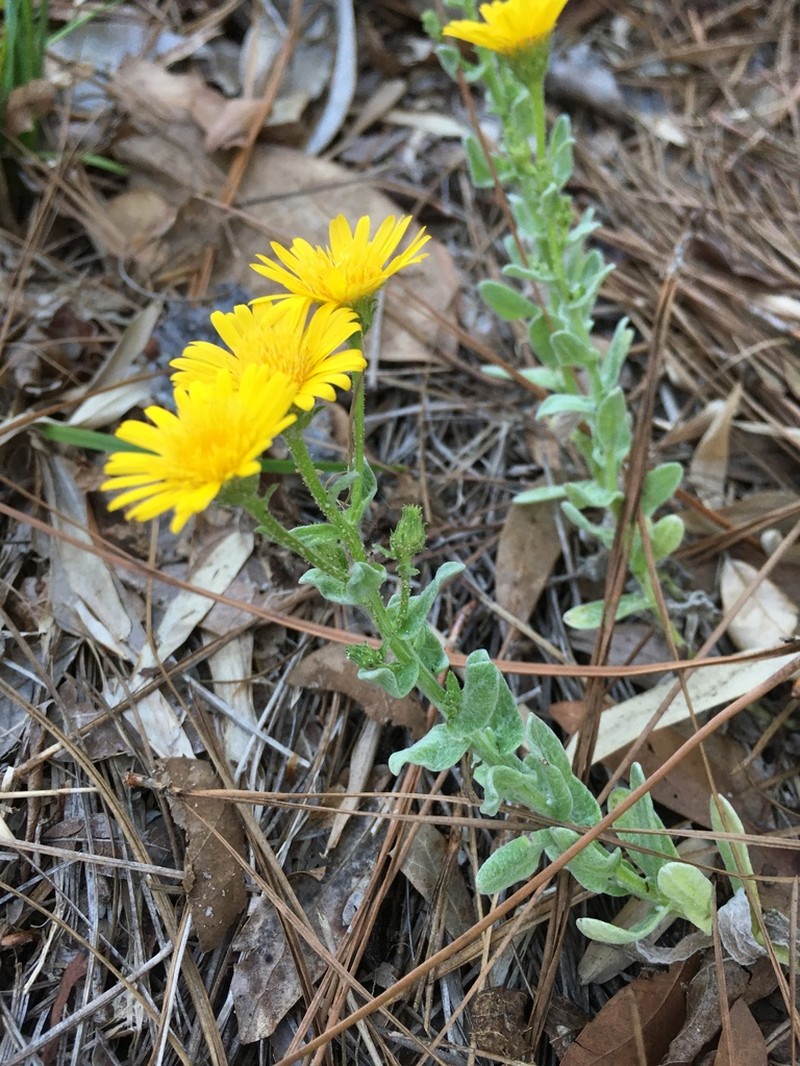 Cottony Goldenaster photo 8