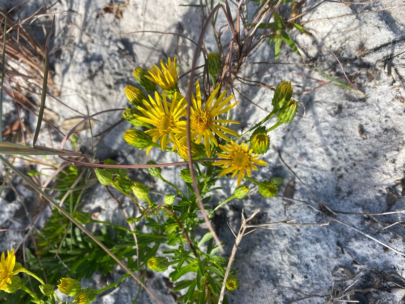 Chrysopsis gossypina subsp. cruiseana
