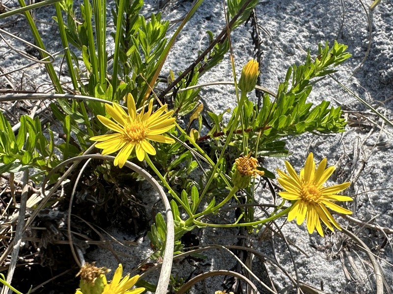 Chrysopsis gossypina subsp. cruiseana photo 2