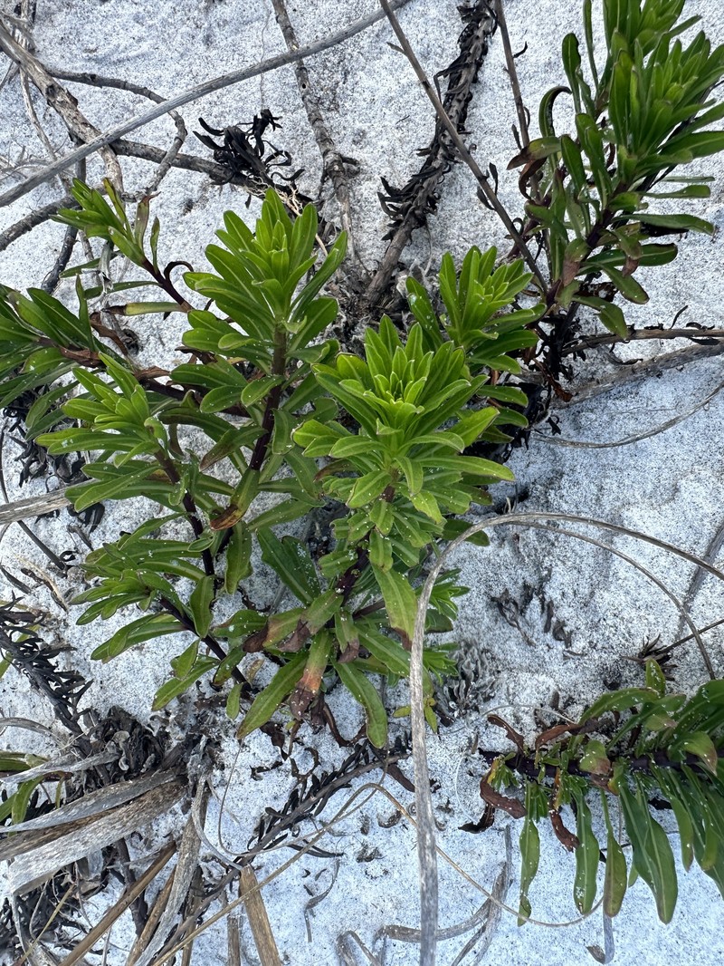 Chrysopsis gossypina subsp. cruiseana photo 3