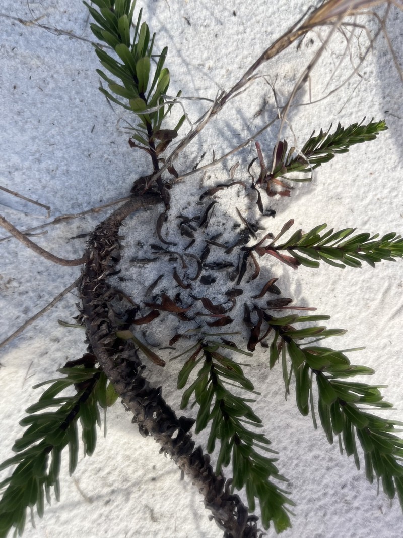 Chrysopsis gossypina subsp. cruiseana photo 4