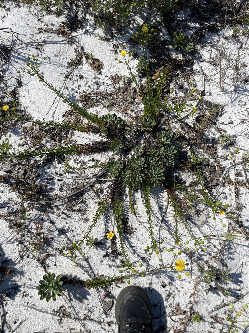 Chrysopsis gossypina subsp. cruiseana photo 5