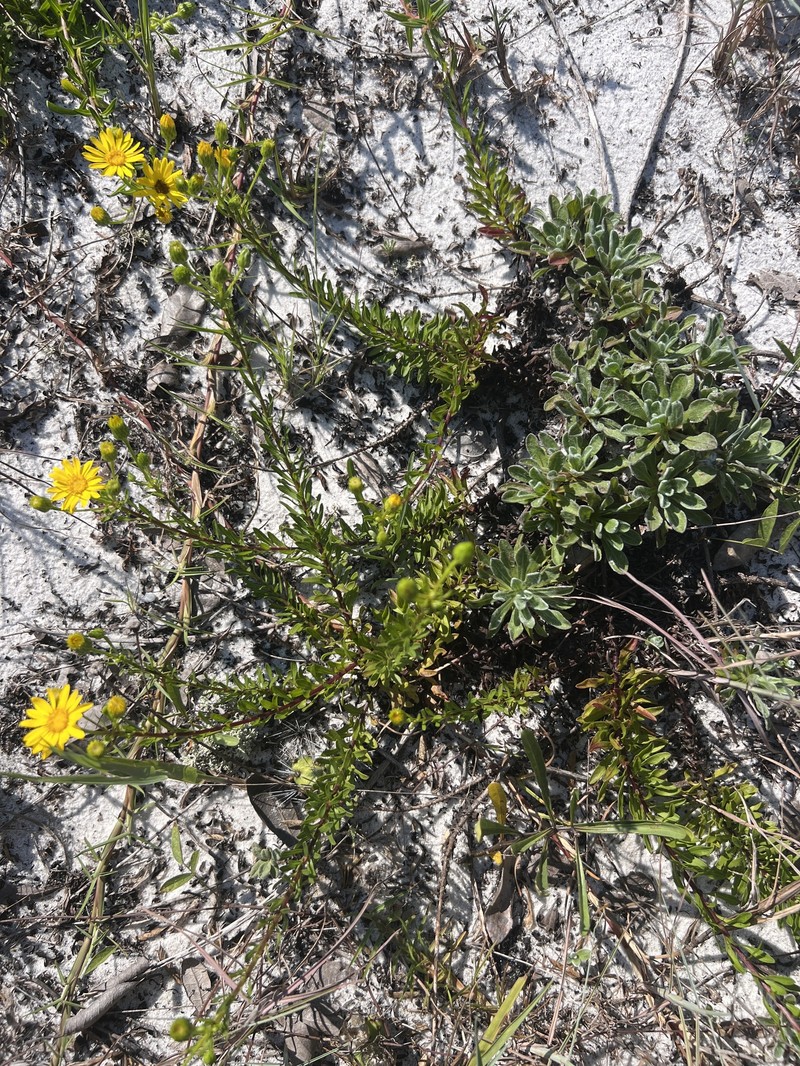 Chrysopsis gossypina subsp. cruiseana photo 6