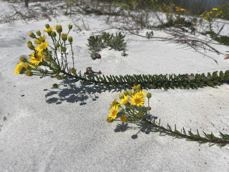 Chrysopsis gossypina subsp. cruiseana photo 7