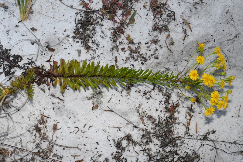 Chrysopsis gossypina subsp. cruiseana photo 8