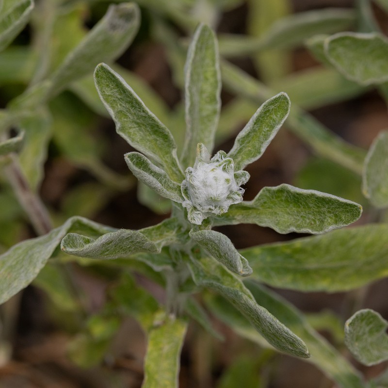 Soft Goldenaster