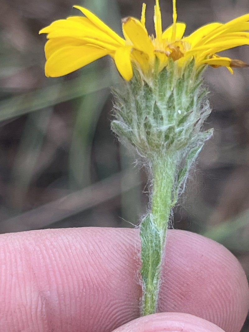 Soft Goldenaster photo 2