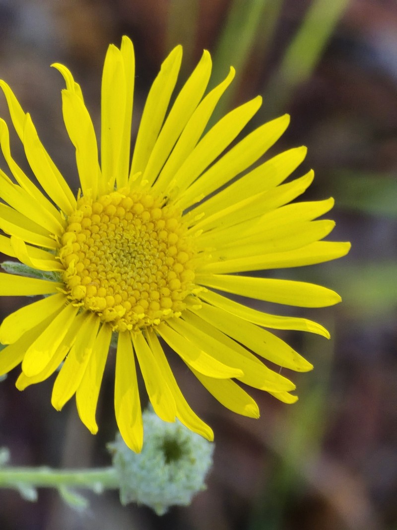 Soft Goldenaster photo 3