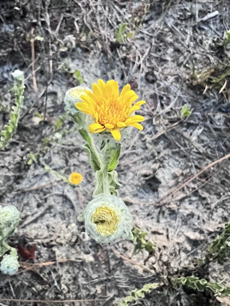 Soft Goldenaster photo 4