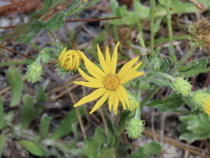 Soft Goldenaster photo 5