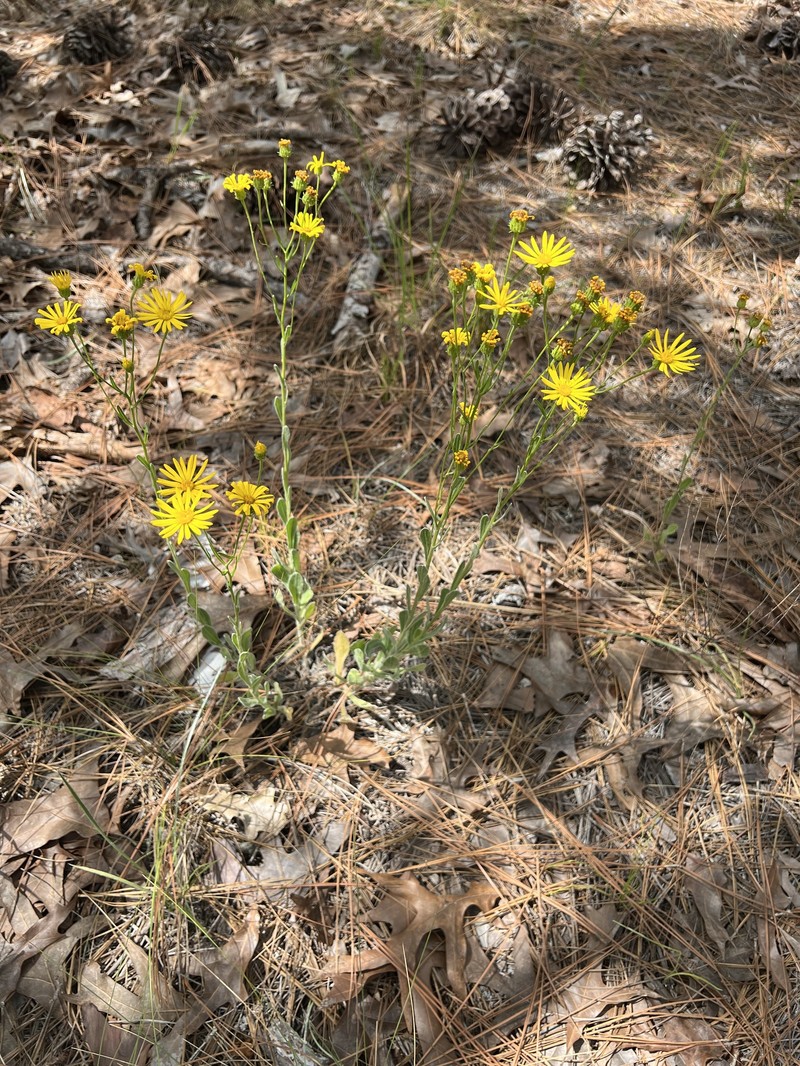 Soft Goldenaster photo 6
