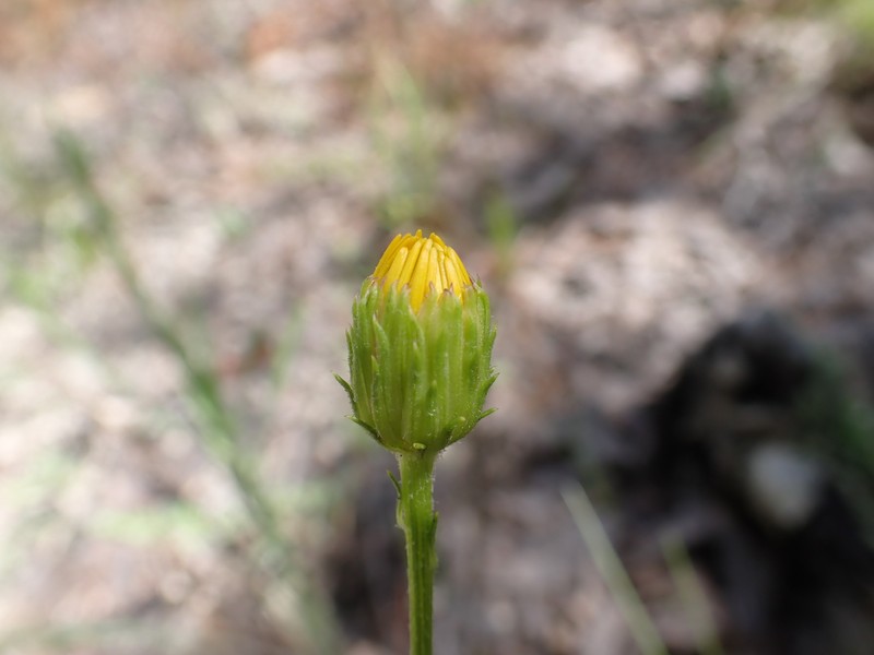 Soft Goldenaster photo 8