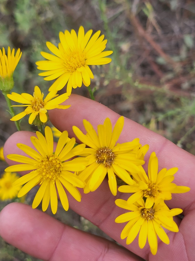 Chrysopsis gossypina subsp. hyssopifolia