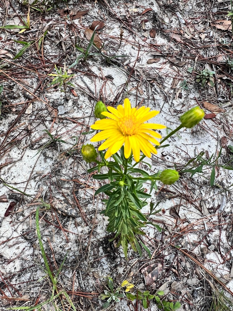 Chrysopsis gossypina subsp. hyssopifolia photo 2