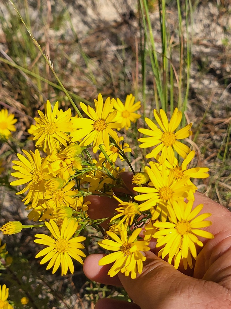 Chrysopsis gossypina subsp. hyssopifolia photo 3
