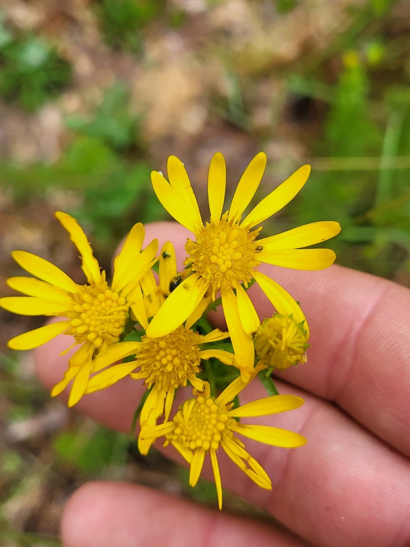 Chrysopsis gossypina subsp. hyssopifolia photo 4