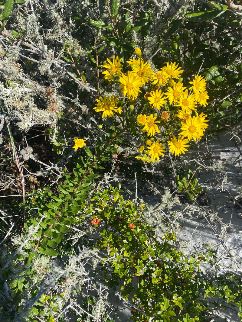 Chrysopsis gossypina subsp. hyssopifolia photo 5