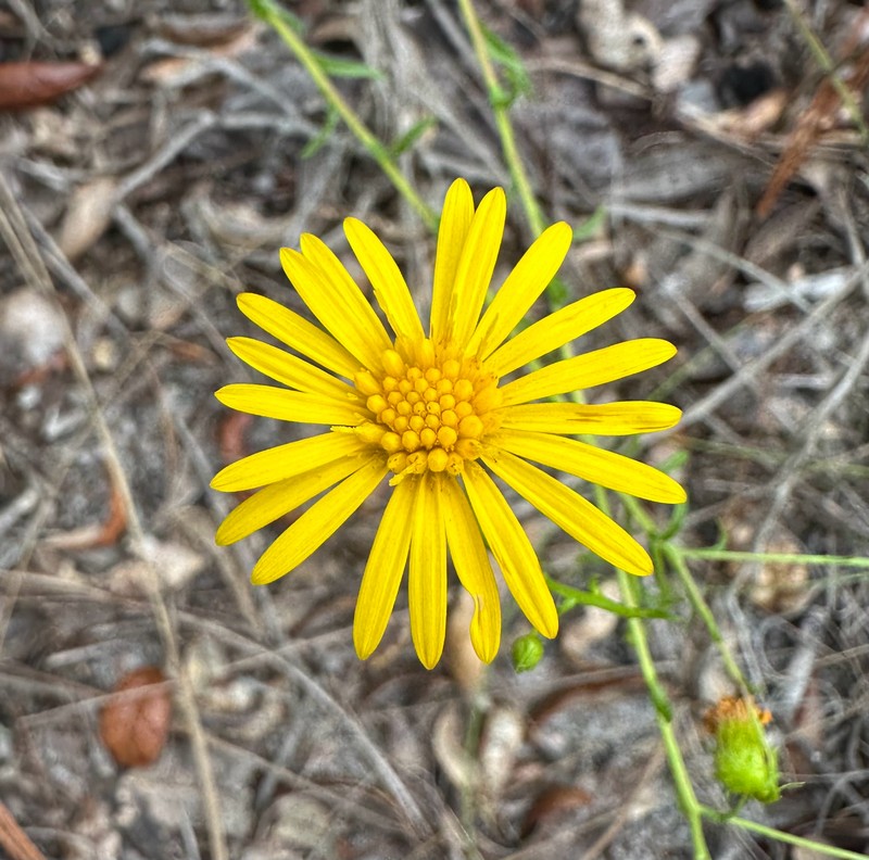 Chrysopsis gossypina subsp. hyssopifolia photo 6