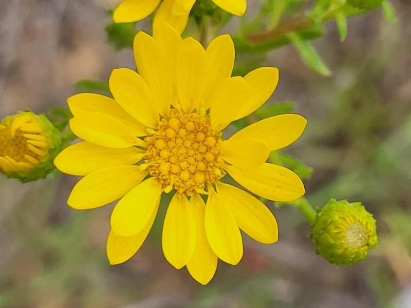 Chrysopsis gossypina subsp. hyssopifolia photo 7