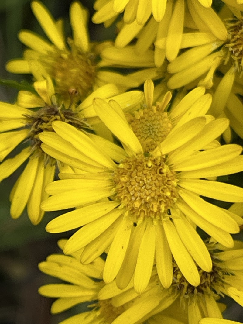 Chrysopsis gossypina subsp. hyssopifolia photo 8