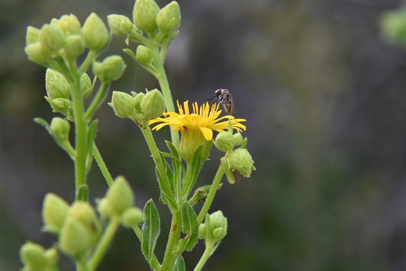 Chrysopsis highlandsensis