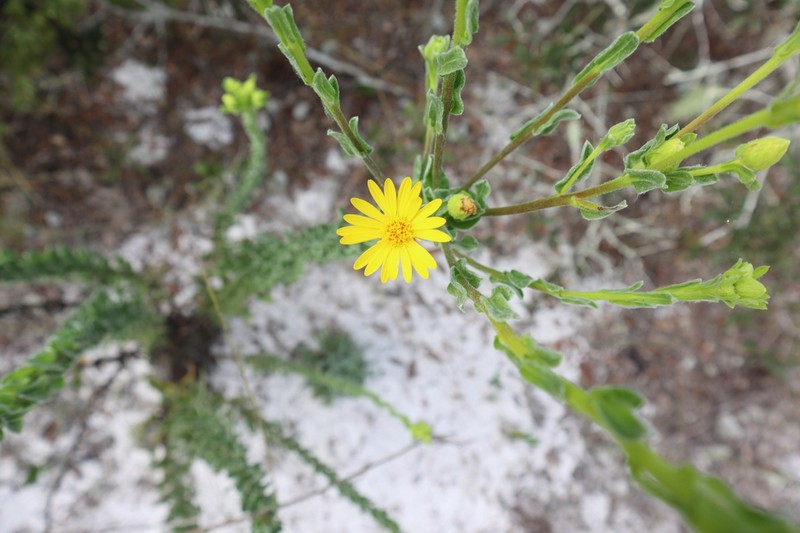Chrysopsis highlandsensis photo 2