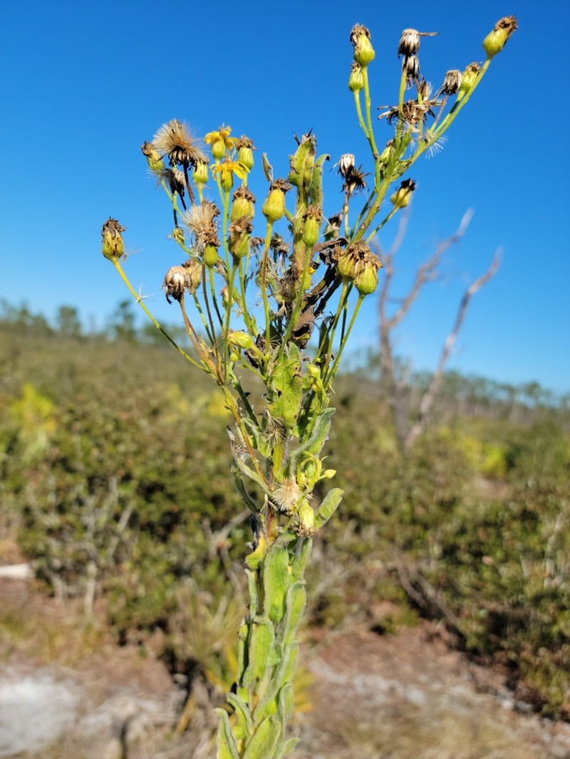 Chrysopsis highlandsensis photo 3