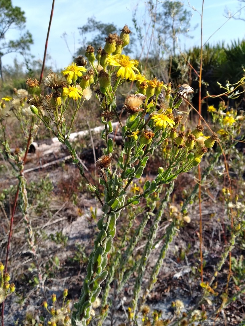 Chrysopsis highlandsensis photo 4