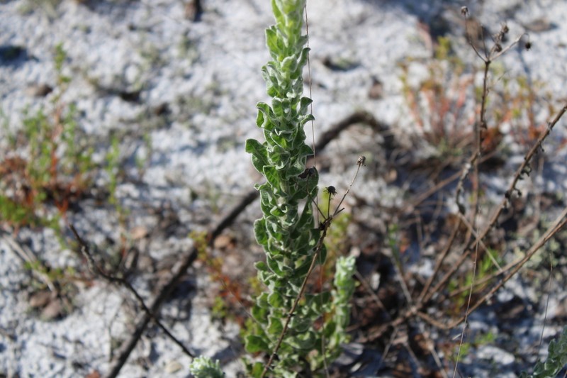 Chrysopsis highlandsensis photo 5