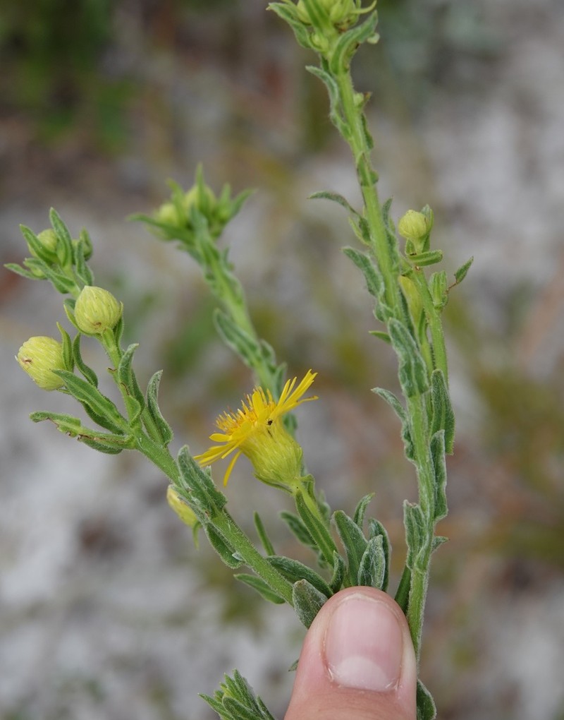 Chrysopsis highlandsensis photo 6