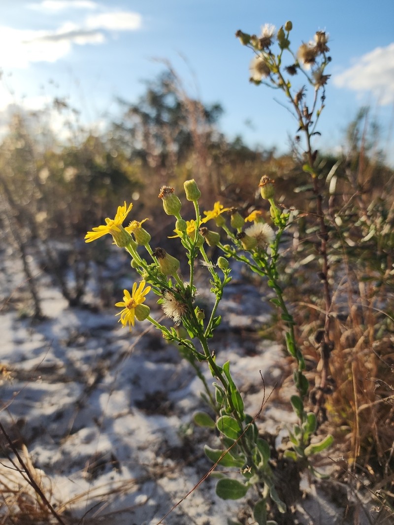 Chrysopsis highlandsensis photo 7