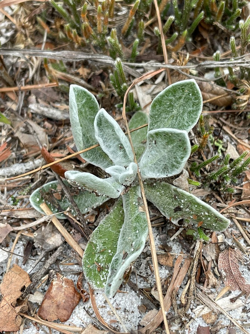 Chrysopsis highlandsensis photo 8