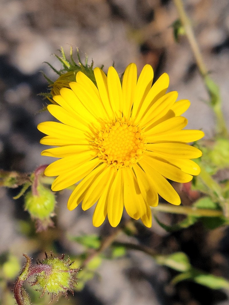 Lynn Haven Goldenaster