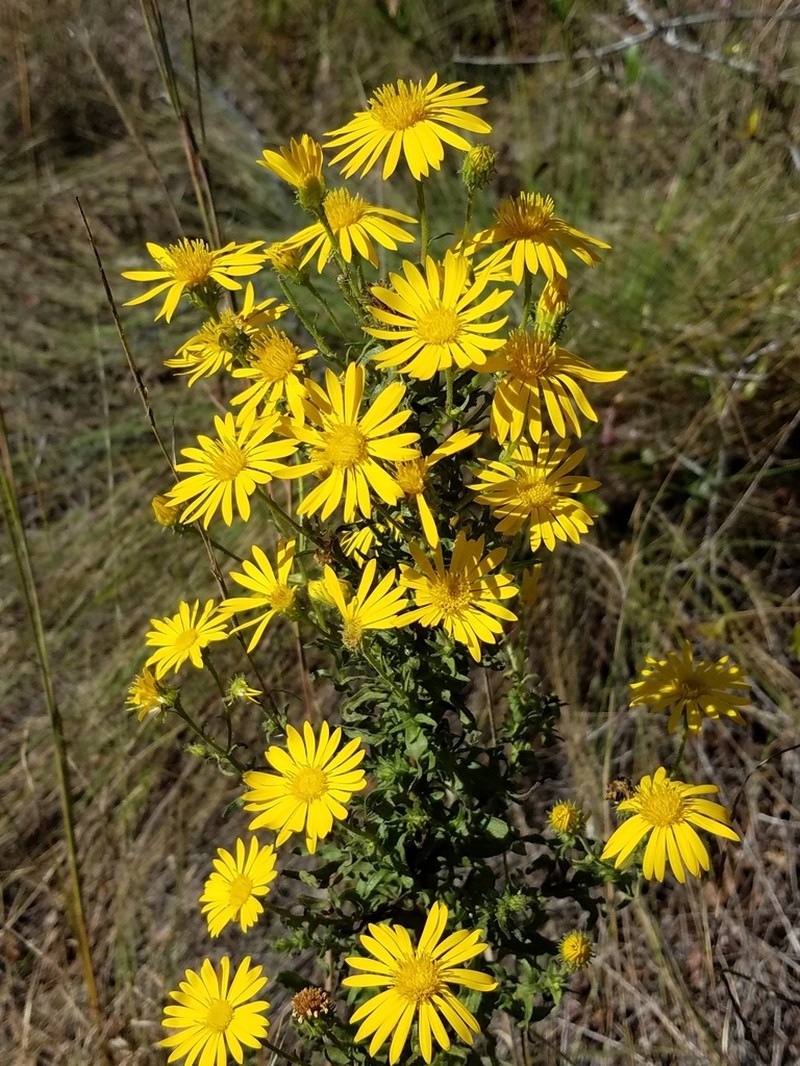 Lynn Haven Goldenaster