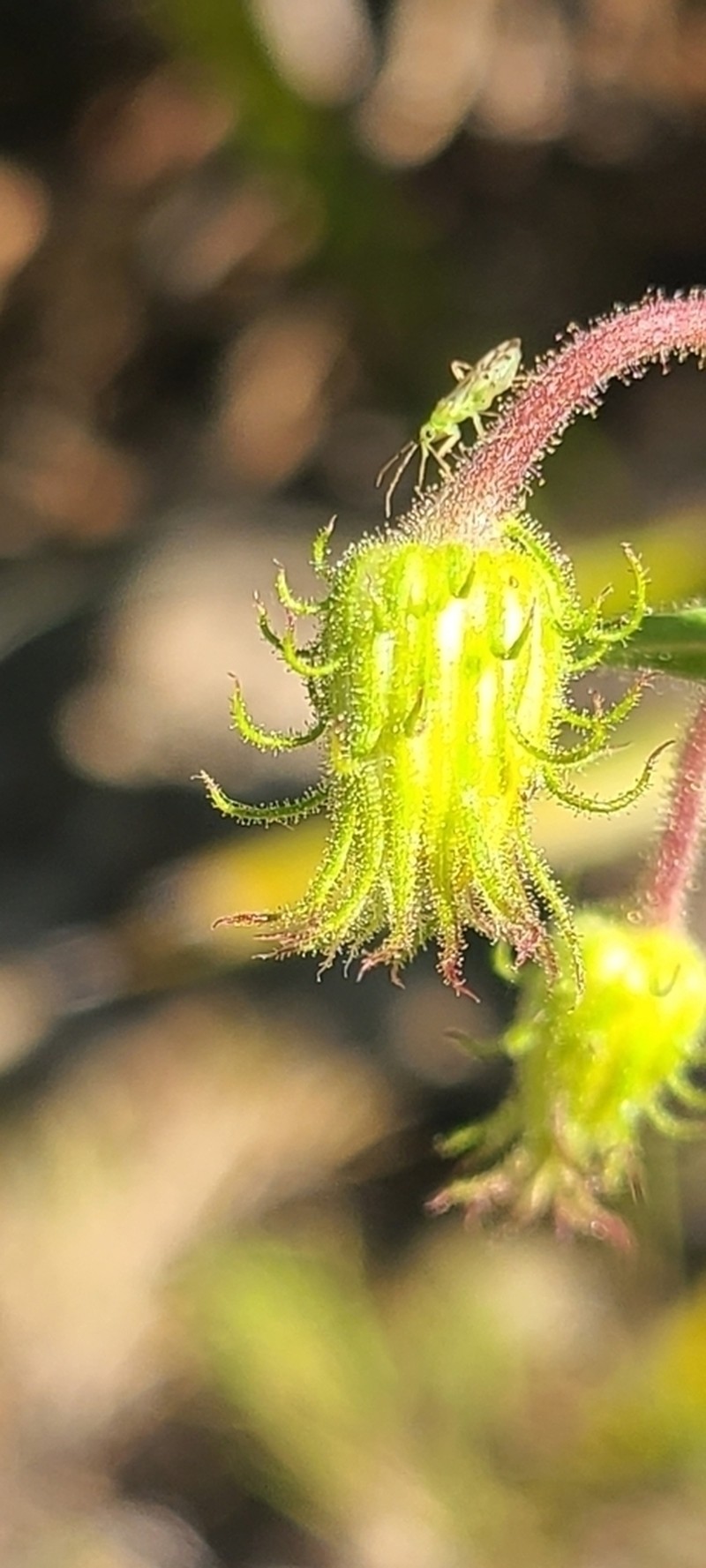 Lynn Haven Goldenaster photo 2