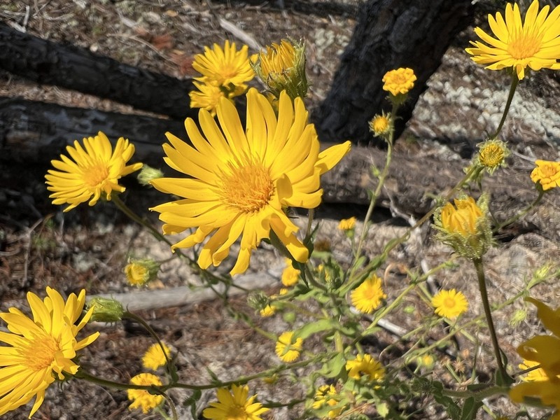 Lynn Haven Goldenaster photo 3