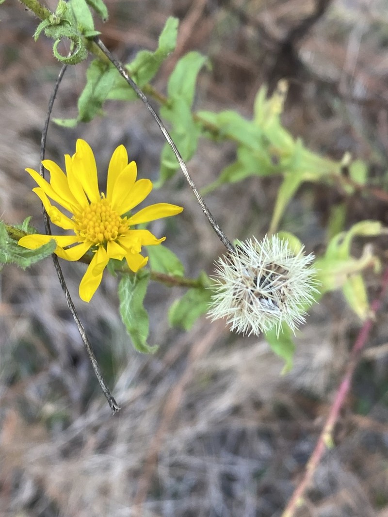 Lynn Haven Goldenaster photo 4