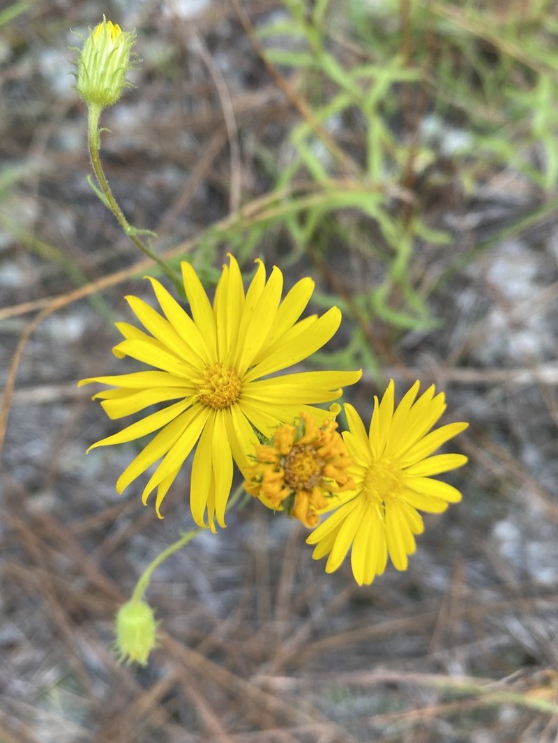 Lynn Haven Goldenaster photo 5