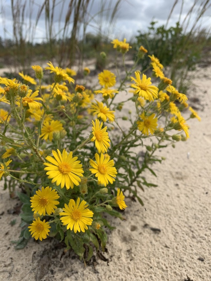 Lynn Haven Goldenaster photo 6