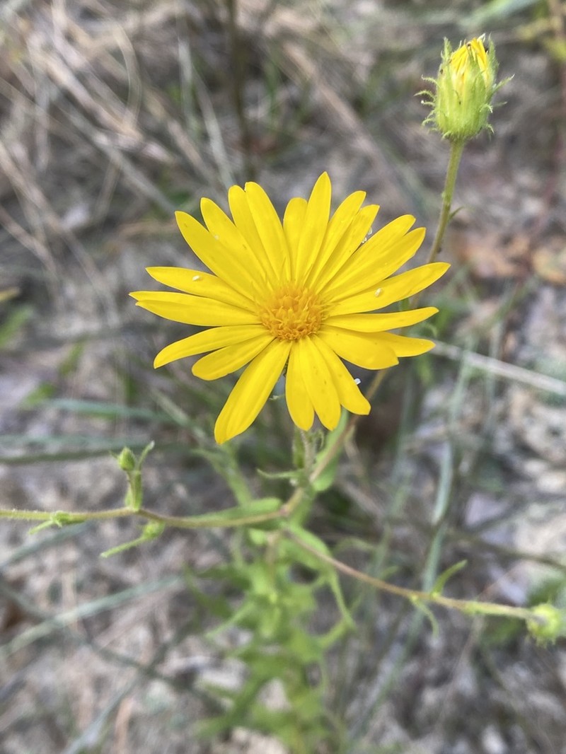 Lynn Haven Goldenaster photo 7