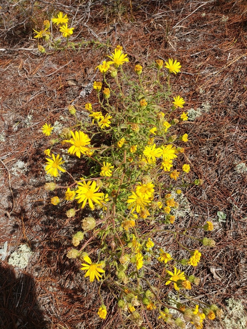 Lynn Haven Goldenaster photo 8