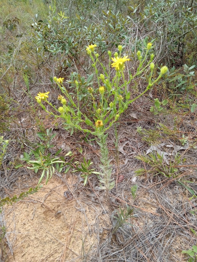 Pineland Goldenaster
