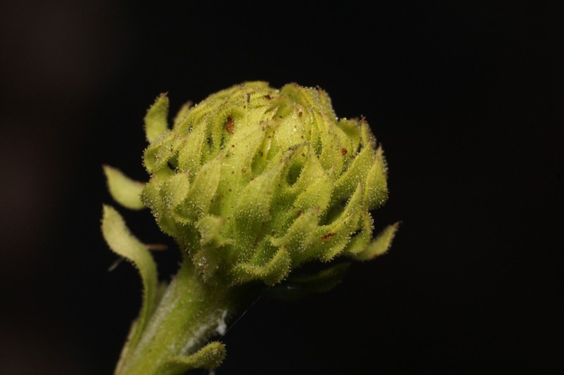 Pineland Goldenaster photo 2