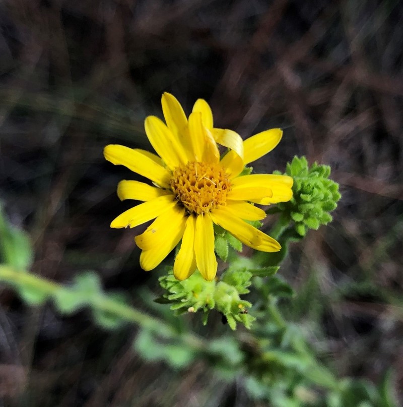 Pineland Goldenaster photo 3