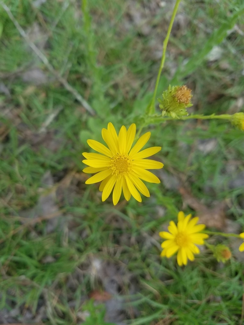Pineland Goldenaster photo 4