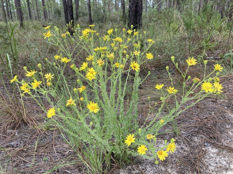 Pineland Goldenaster photo 5