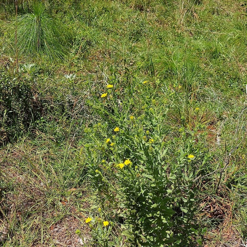 Pineland Goldenaster photo 6