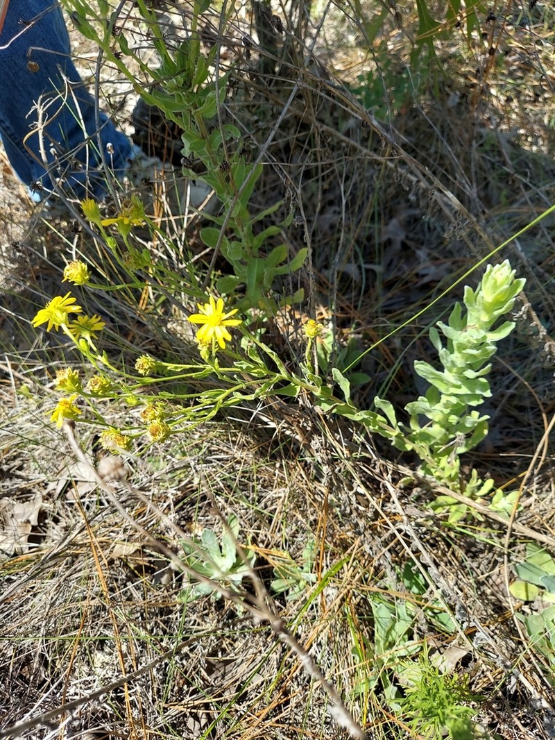 Pineland Goldenaster photo 7