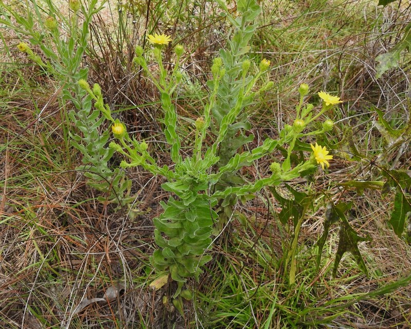 Pineland Goldenaster photo 8