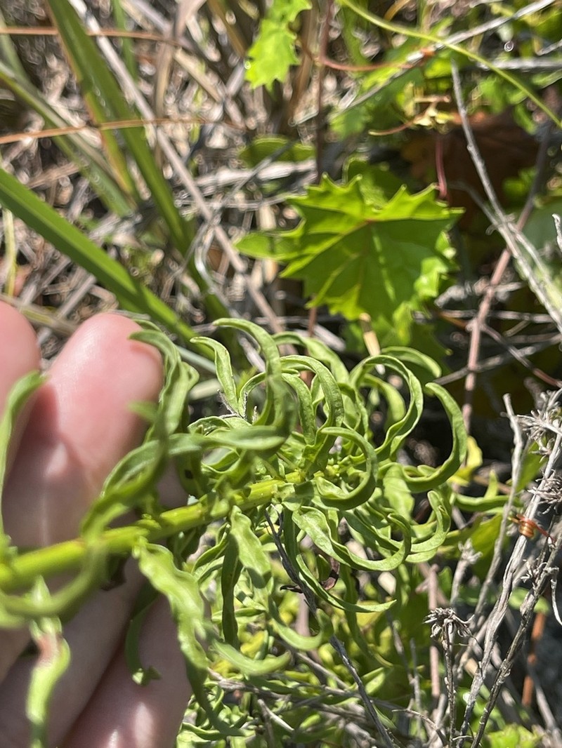 Narrowleaf Goldenaster